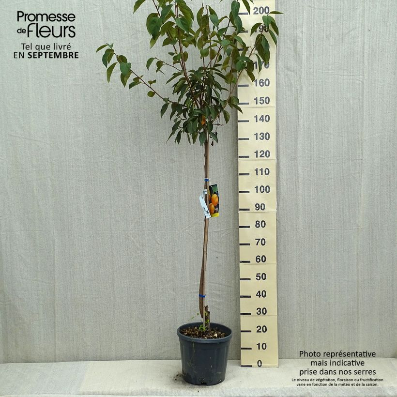 Amostra de Diospireiro Vaniglia - Diospyros kaki Vaso de 12 L/15 L, Meia haste tal como entregue no verão