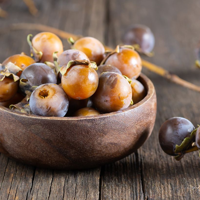 Diospireiro-selvagem - Diospyros lotus (Colheita)