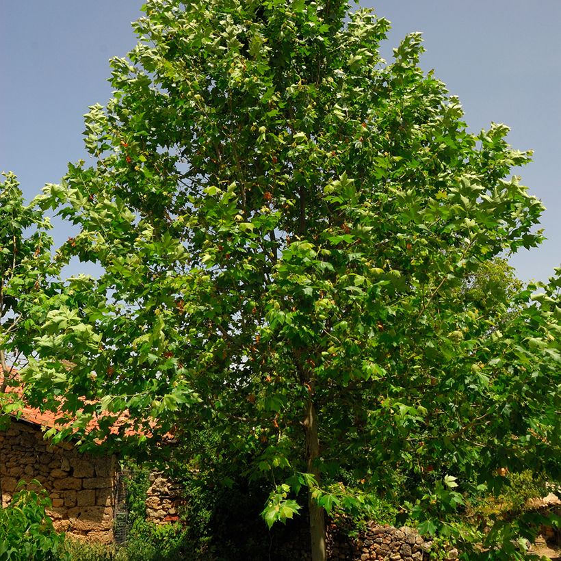 Platanus × hispanica - Plátano (Folhagem)