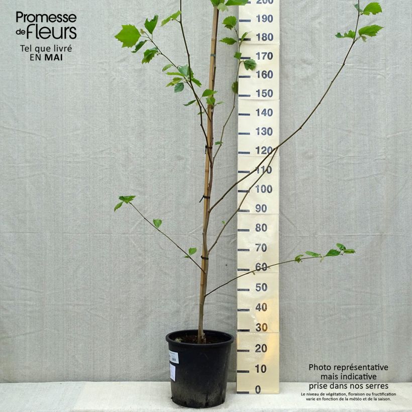 Amostra de Platanus × hispanica - Plátano Vaso de 7,5 L/10 L tal como entregue na primavera