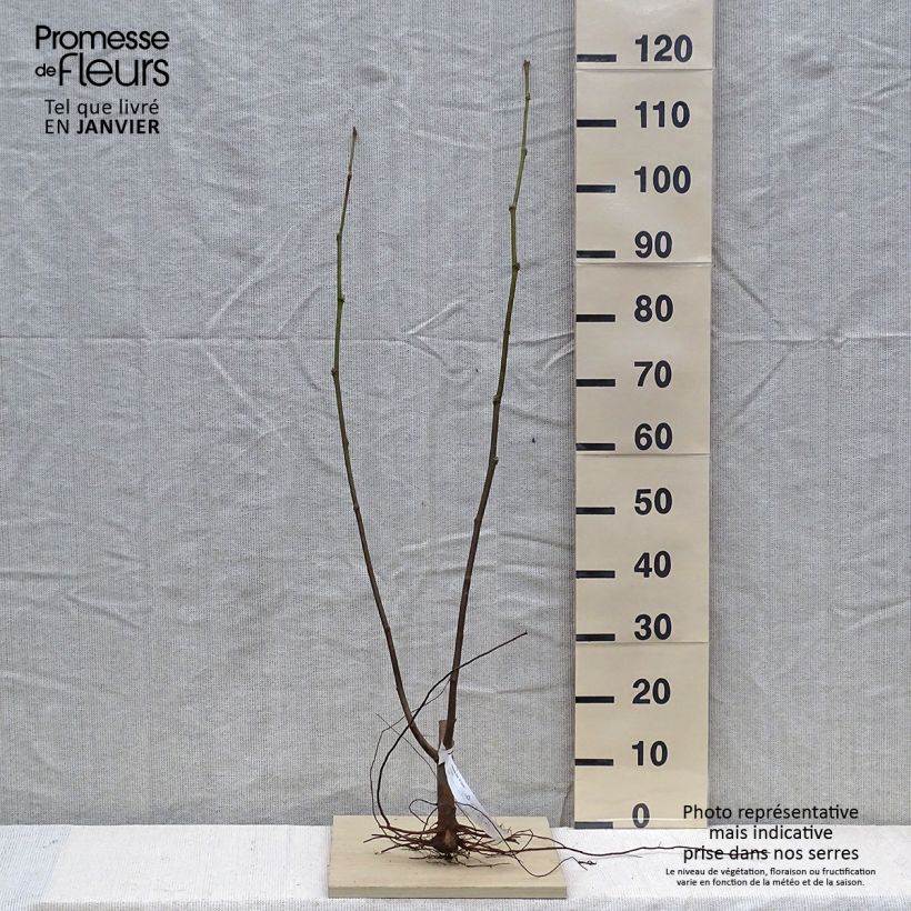 Amostra de Platanus hispanica El Gordo - Platane  Raízes nuas tal como entregue no inverno