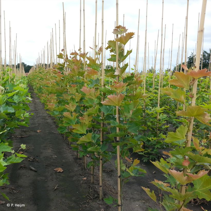 Plátano Spartan - Platanus × hispanica (Hábito)