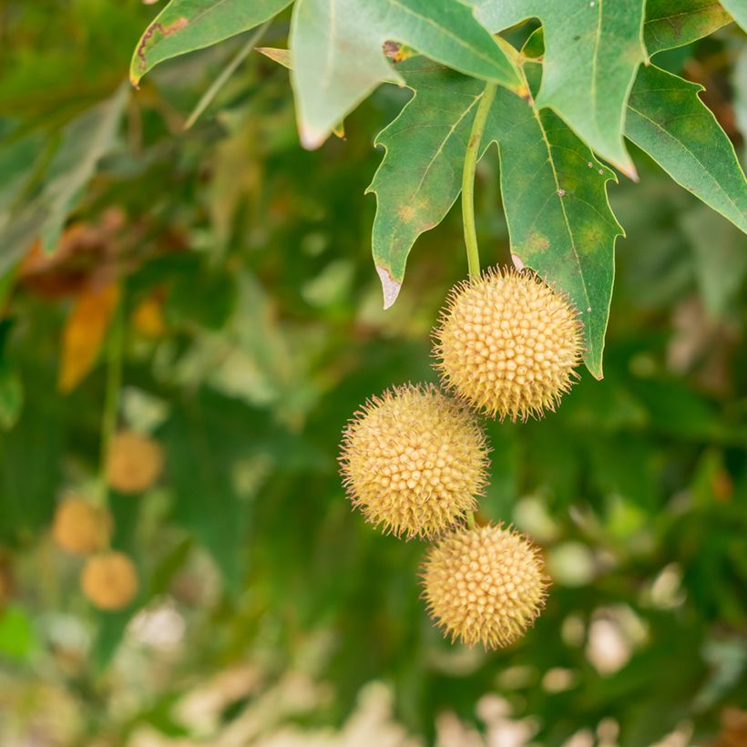 Platanus orientalis - Plátano-oriental (Colheita)