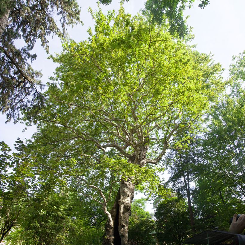 Platanus orientalis - Plátano-oriental (Hábito)