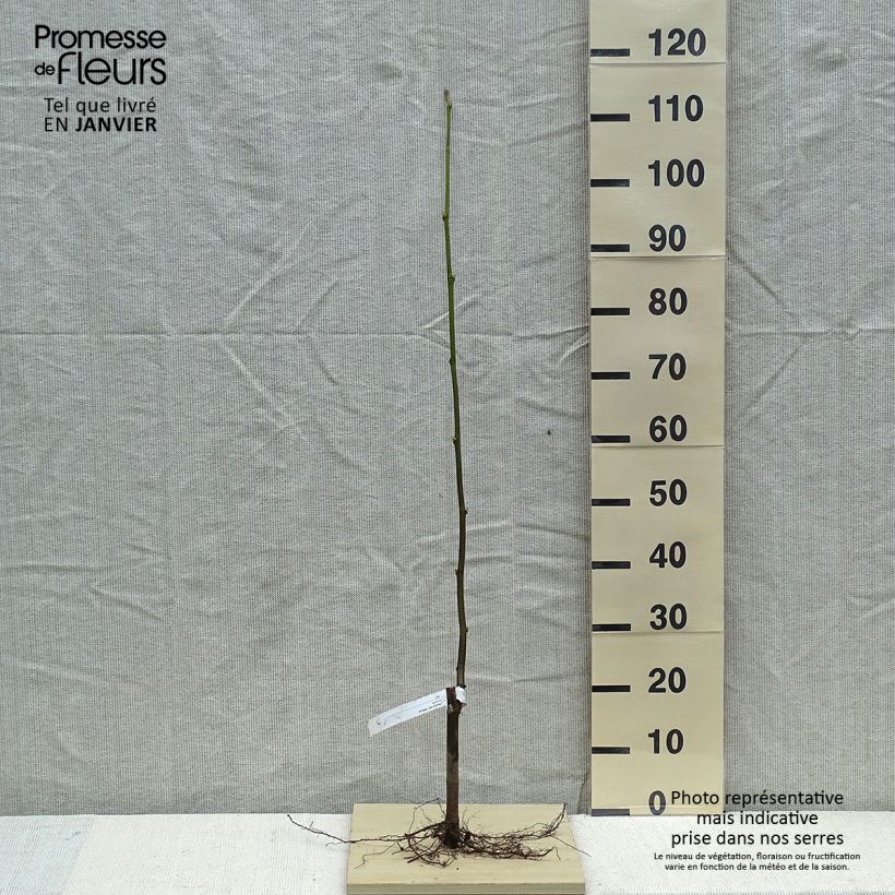Amostra de Platanus x hispanica Malburg - Platane  Raízes nuas tal como entregue no inverno