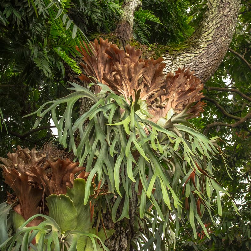Platycerium alcicorne - Feto-chifre-de-veado (Hábito)