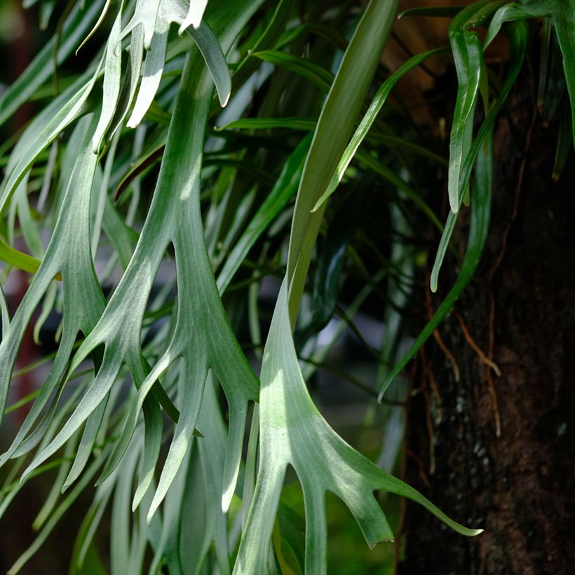 Platycerium bifurcatum - Feto-chifre-de-veado (Folhagem)