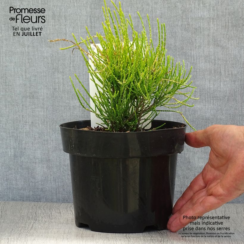 Amostra de Platycladus orientalis Franky Boy Vaso de 2 L/3 L tal como entregue no verão
