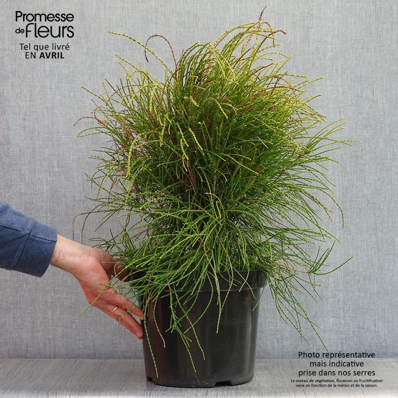 Amostra de Platycladus orientalis Franky Boy Vaso de 7,5 L/10 L tal como entregue na primavera