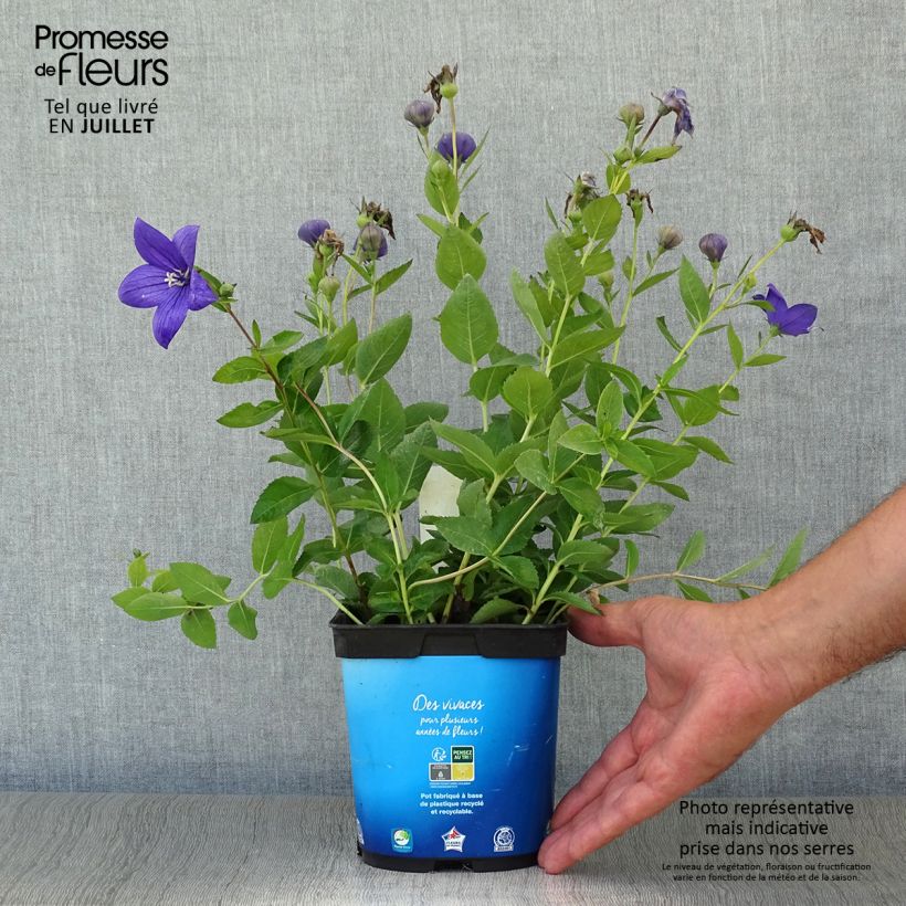 Amostra de Platycodon grandiflorus Astra Blue Vaso de 2 L/3 L tal como entregue no verão