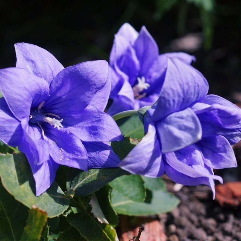 Platycodon grandiflorus Astra Blue (Floração)