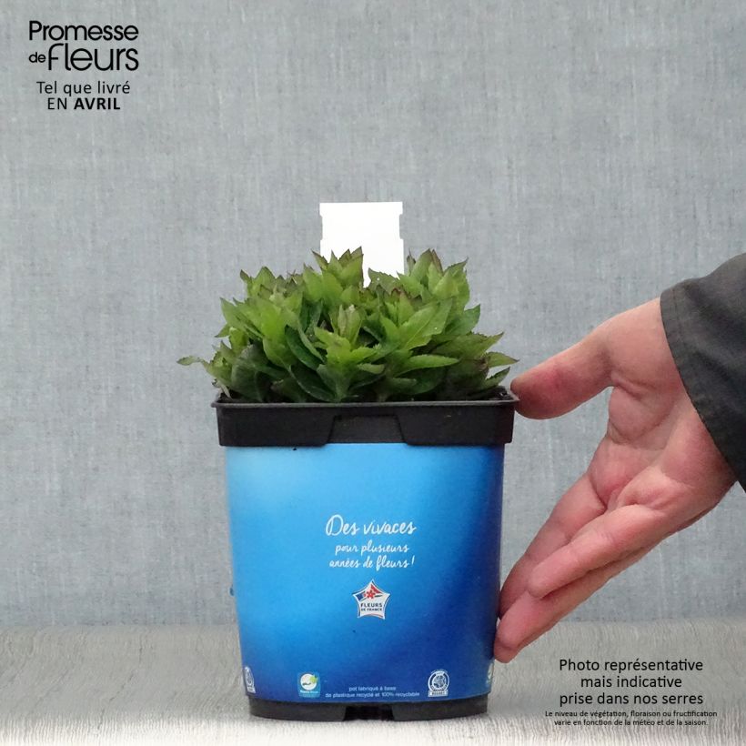 Amostra de Platycodon grandiflorus Astra Blue Vaso de 2 L/3 L tal como entregue na primavera
