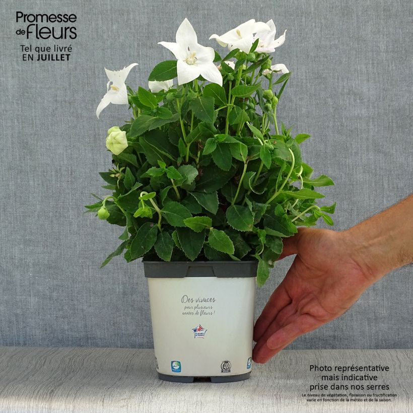 Amostra de Platycodon grandiflorus Astra White Vaso de 2 L/3 L tal como entregue no verão
