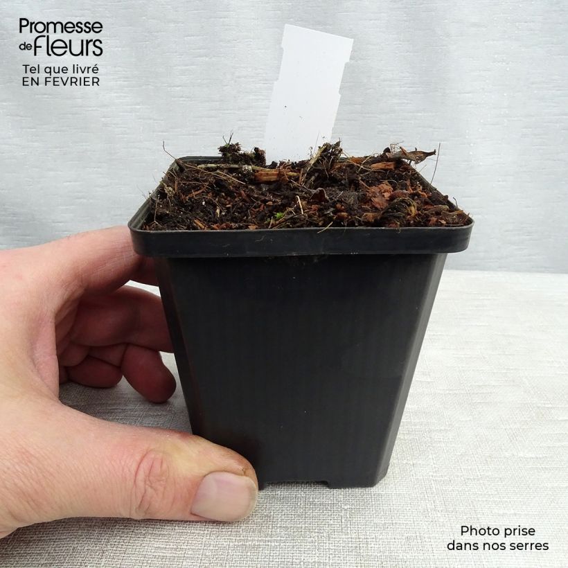 Amostra de Platycodon grandiflorus Fuji White Vaso de 7/8 cm tal como entregue no inverno