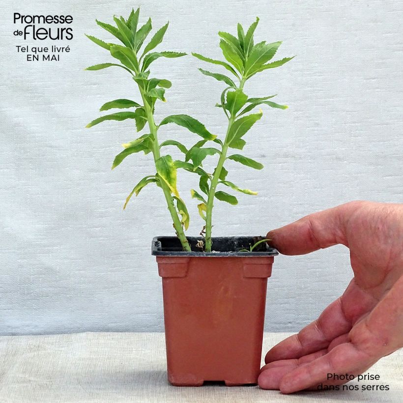 Amostra de Platycodon grandiflorus Fuji White Vaso de 7/8 cm tal como entregue na primavera