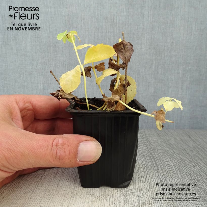 Amostra de Platycodon grandiflorus Fuji White Vaso de 7/8 cm tal como entregue no outono