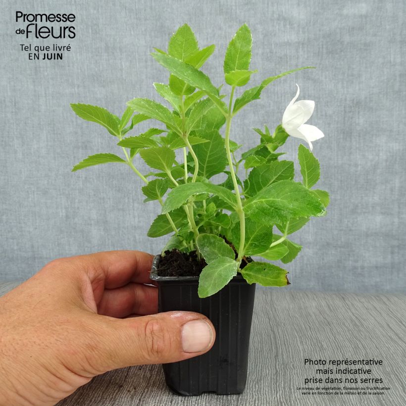 Amostra de Platycodon grandiflorus Fuji White Vaso de 7/8 cm tal como entregue no verão