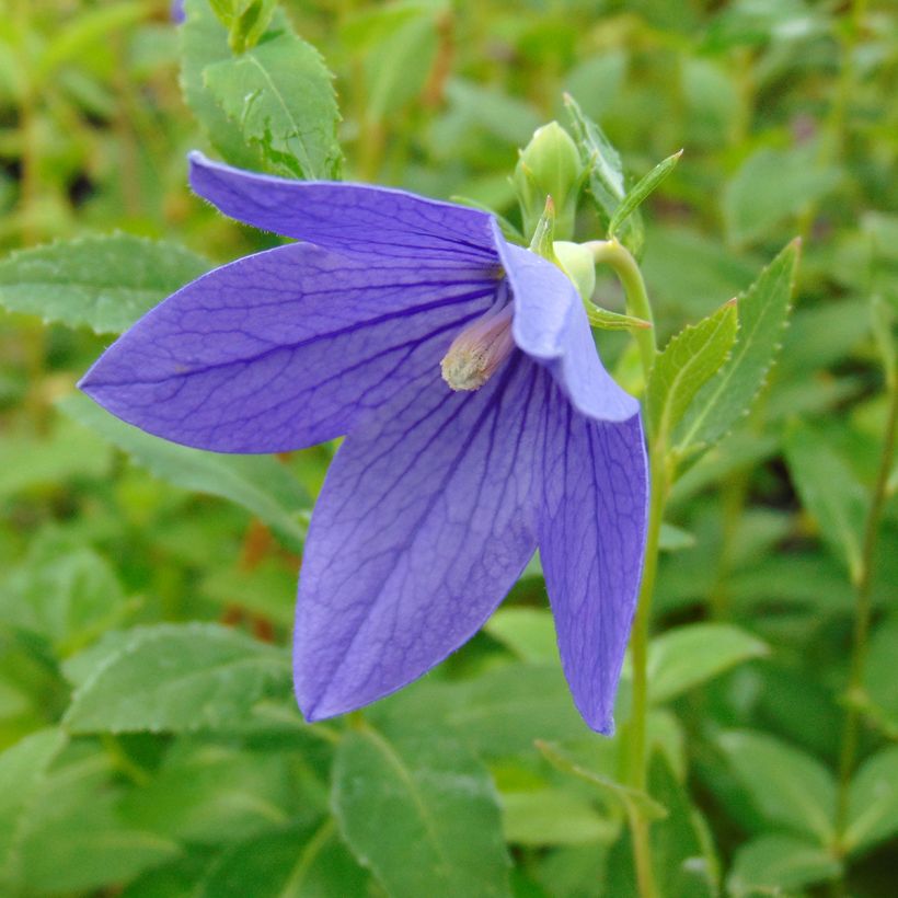 Platycodon grandiflorus Mariesii (Floração)
