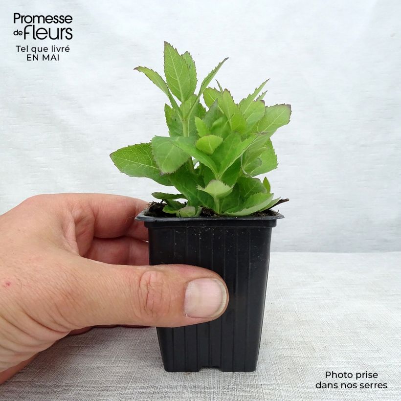 Amostra de Platycodon grandiflorus Mariesii Vaso de 7/8 cm tal como entregue na primavera
