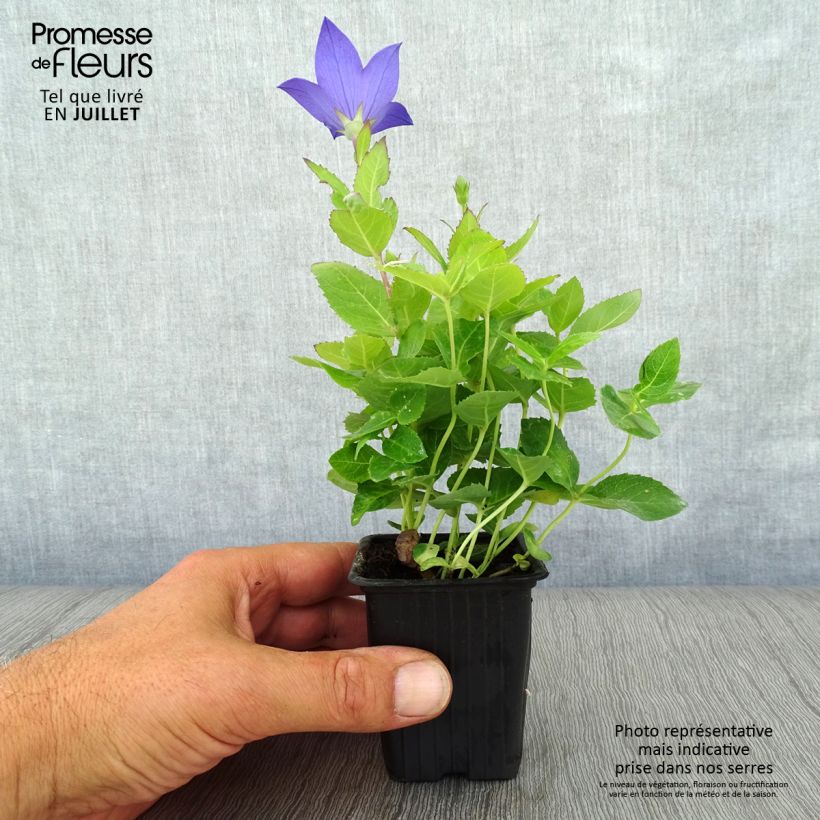 Amostra de Platycodon grandiflorus Mariesii Vaso de 7/8 cm tal como entregue no verão