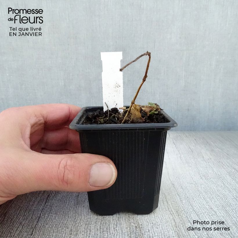 Amostra de Platycodon grandiflorus Mariesii Vaso de 7/8 cm tal como entregue no inverno