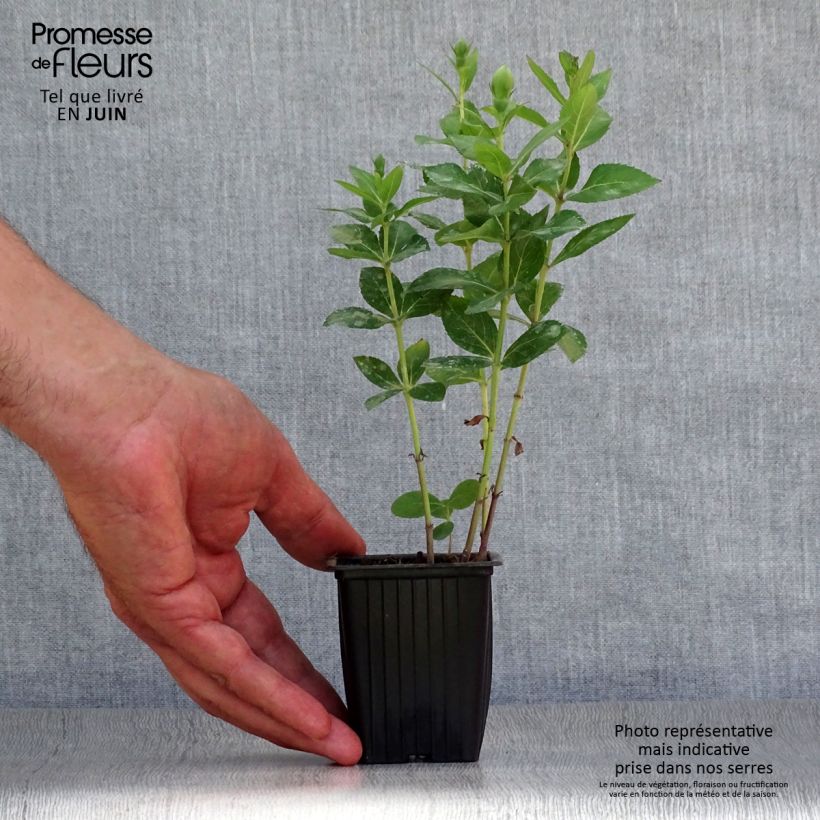 Amostra de Platycodon grandiflorus Perlmutterschale Vaso de 7/8 cm tal como entregue no verão