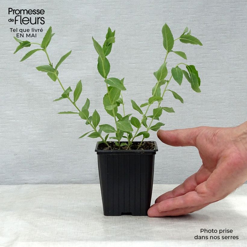 Amostra de Platycodon grandiflorus Perlmutterschale Vaso de 7/8 cm tal como entregue na primavera