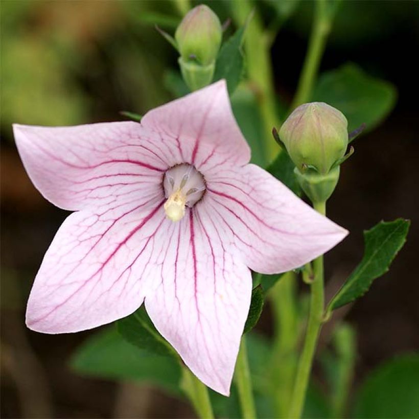 Platycodon grandiflorus Perlmutterschale (Floração)