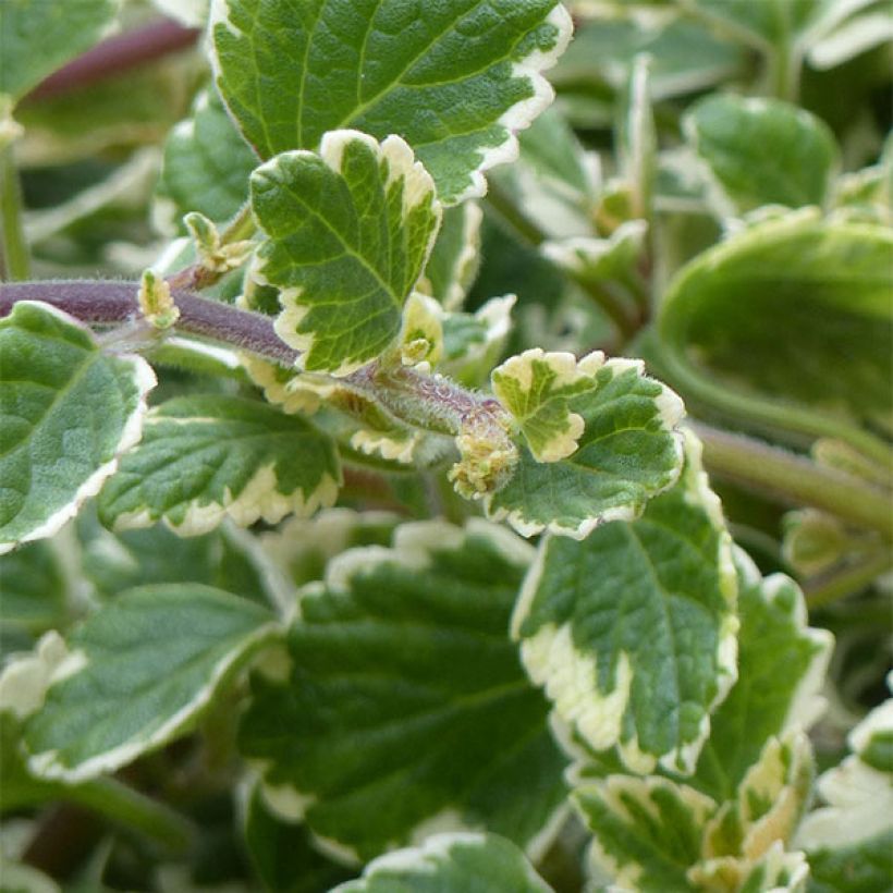 Plectranthus coleoides Variegatus (Folhagem)