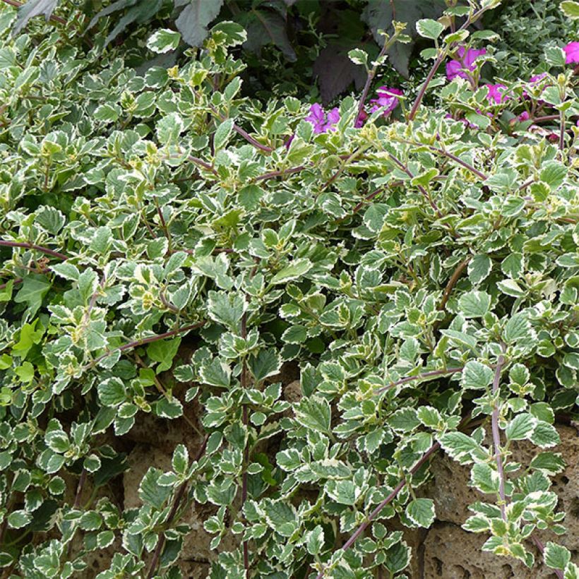 Plectranthus coleoides Variegatus (Hábito)