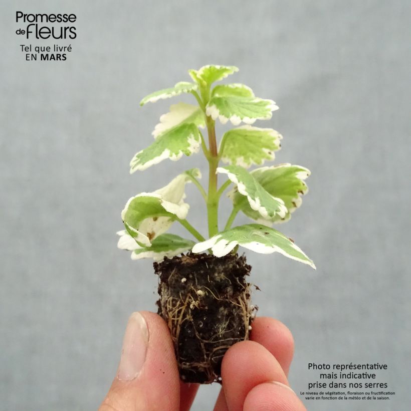 Amostra de Plectranthus coleoides Variegatus panaché Mini-motte Ø 1,5/2,5 cm tal como entregue na primavera