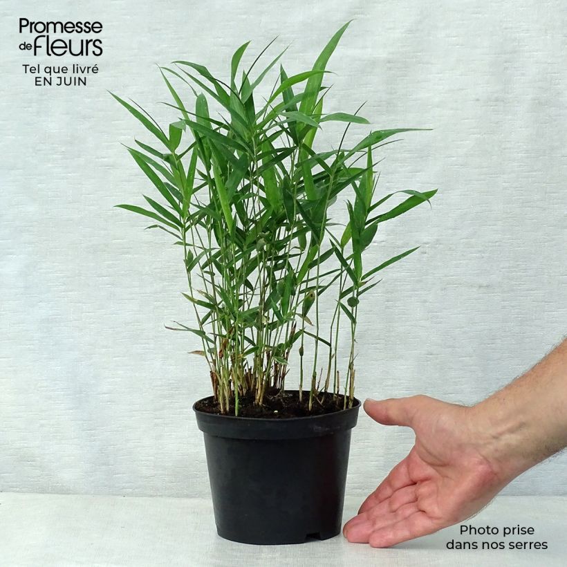 Amostra de Pleioblastus argenteostriatus f. pumilus Vaso de 1 L/1,5 L tal como entregue no verão