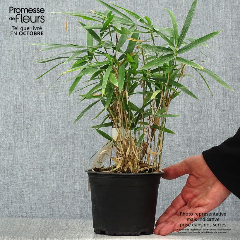 Amostra de Pleioblastus argenteostriatus f. pumilus Vaso de 1 L/1,5 L tal como entregue no outono
