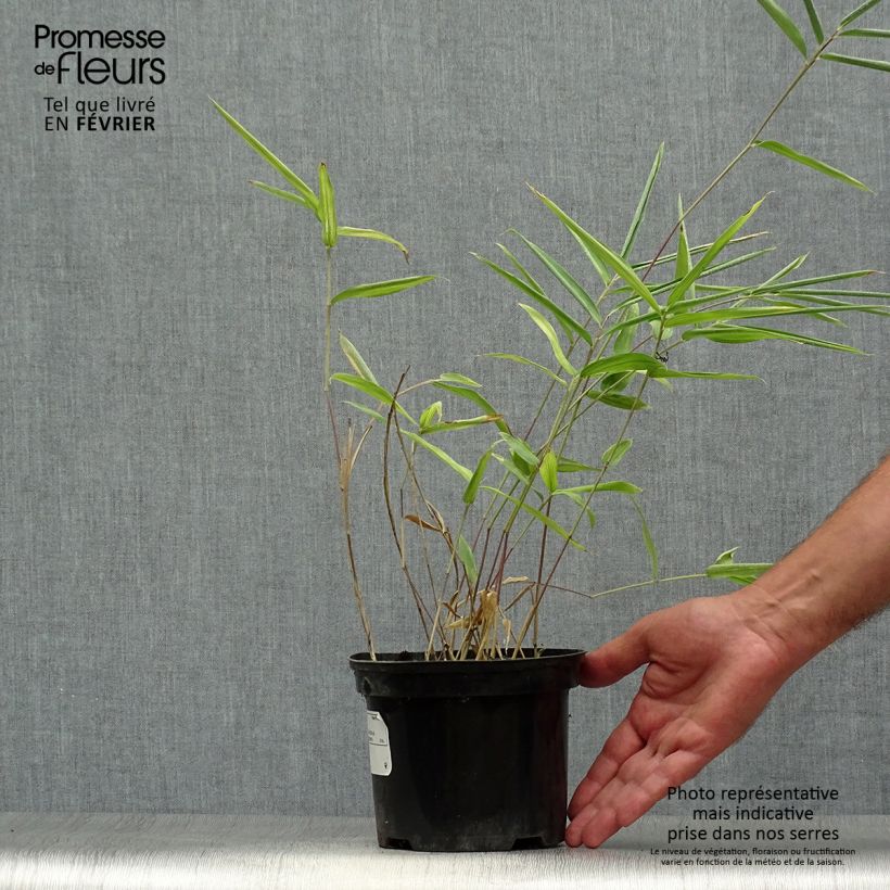 Amostra de Pleioblastus auricomus Vaso de 1 L/1,5 L tal como entregue no outono