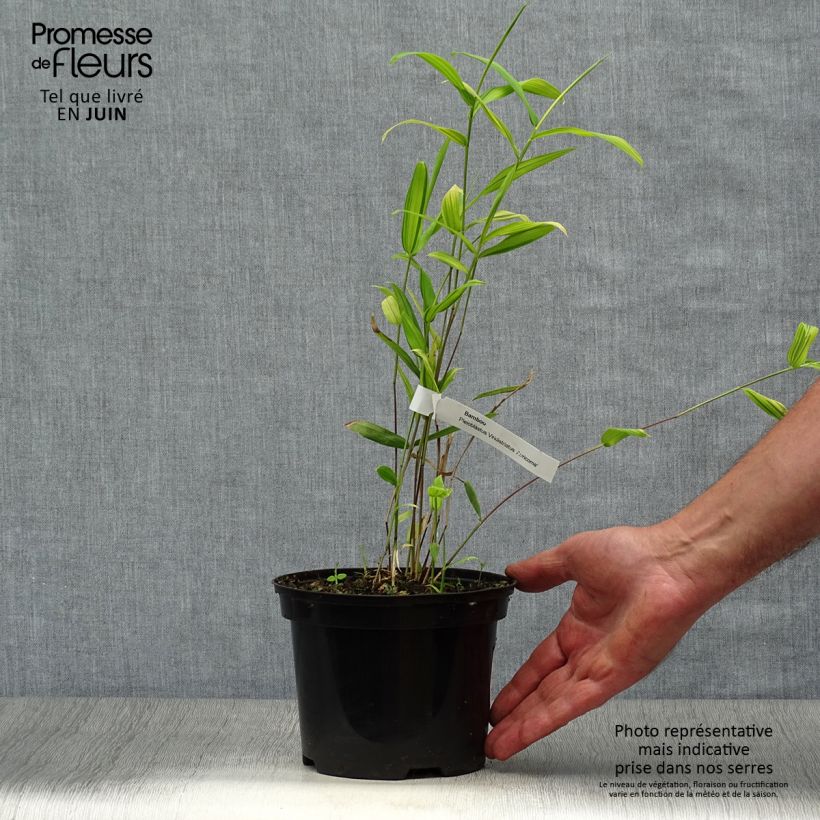 Amostra de Pleioblastus auricomus Vaso de 1 L/1,5 L tal como entregue no verão
