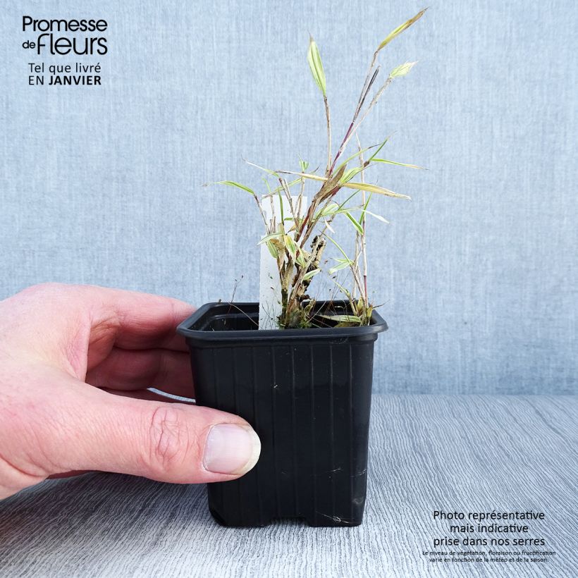 Amostra de Pleioblastus chino Elegantissimus - Petit bambou panaché Vaso de 8/9 cm tal como entregue no inverno