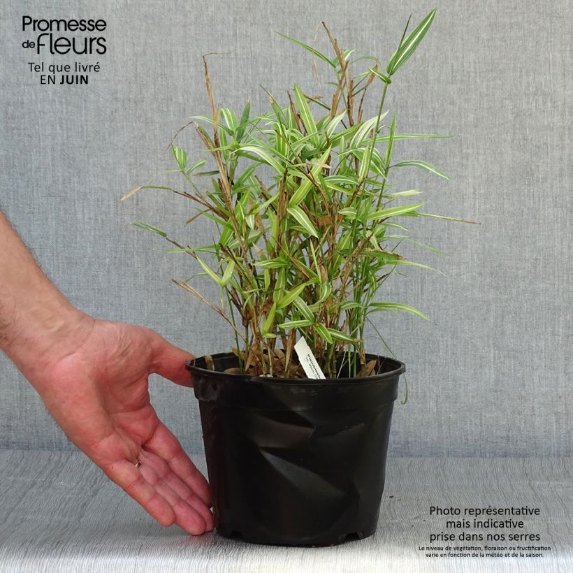 Amostra de Pleioblastus fortunei Variegatus Vaso de 1 L/1,5 L tal como entregue no verão