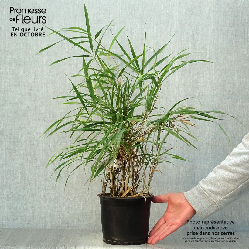 Amostra de Pleioblastus linearis Vaso de 2 L/3 L tal como entregue no outono