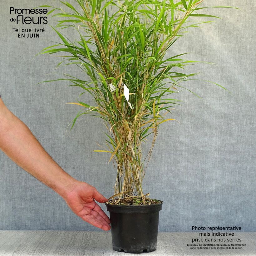 Amostra de Pleioblastus linearis Vaso de 2 L/3 L tal como entregue no verão