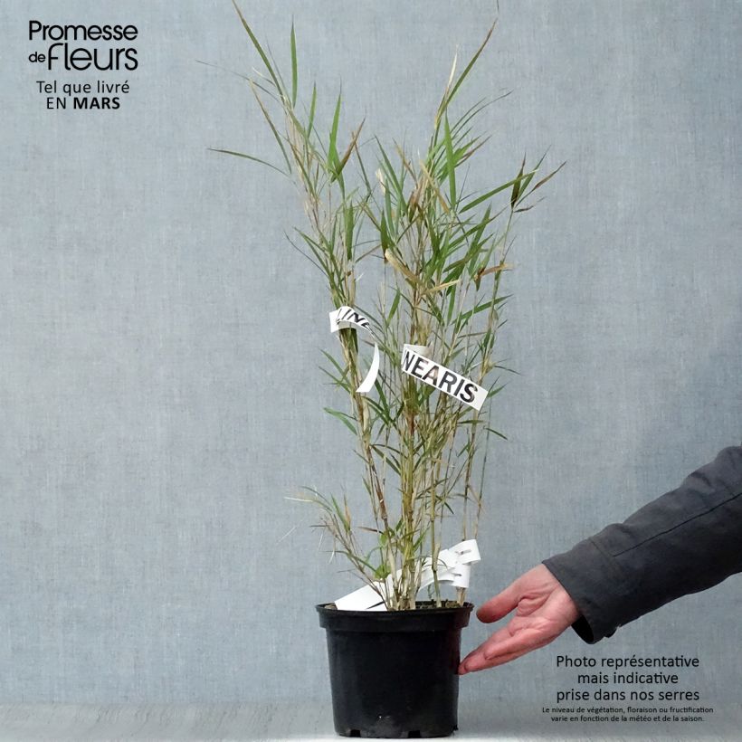Amostra de Pleioblastus linearis Vaso de 2 L/3 L tal como entregue na primavera
