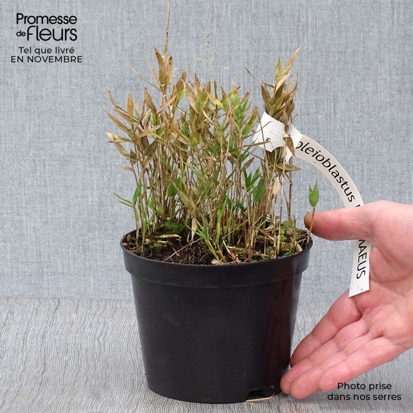 Amostra de Pleioblastus pygmaeus Vaso de 1 L/1,5 L tal como entregue no outono