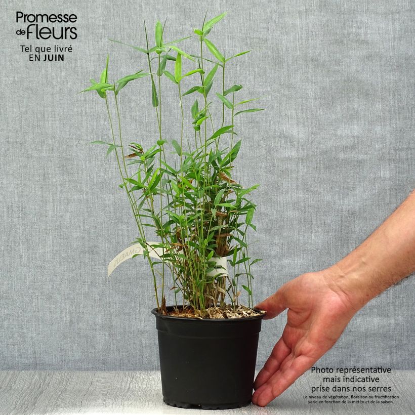 Amostra de Pleioblastus pygmaeus Vaso de 1 L/1,5 L tal como entregue no verão