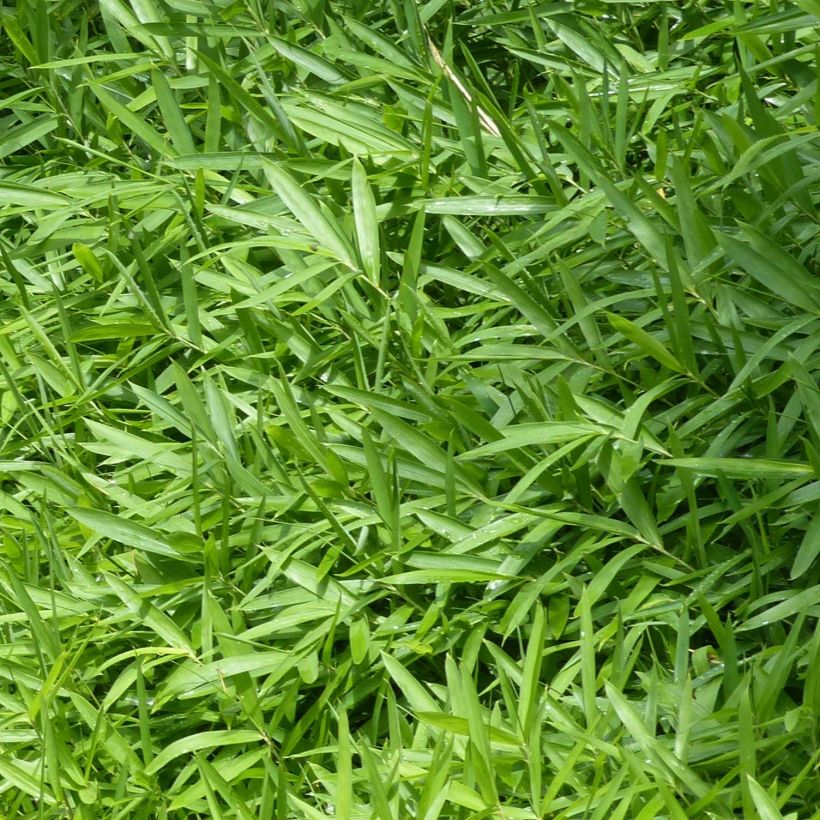 Pleioblastus pygmaeus Distichus (Folhagem)