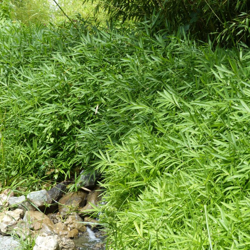 Pleioblastus pygmaeus Distichus (Hábito)