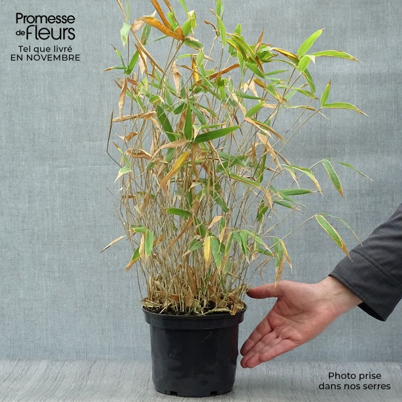 Amostra de Pleioblastus pygmaeus Distichus Vaso de 2 L/3 L tal como entregue no outono