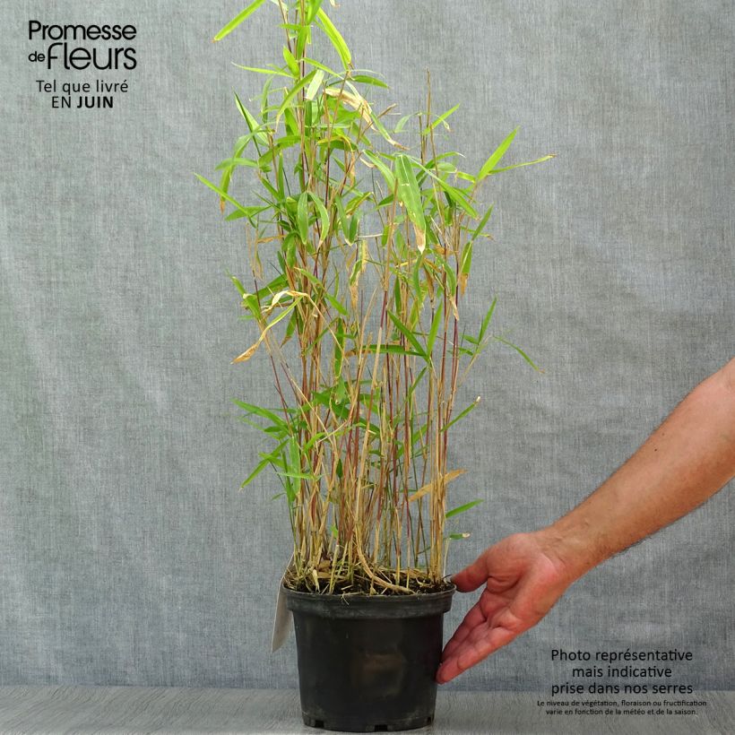 Amostra de Pleioblastus pygmaeus Distichus Vaso de 2 L/3 L tal como entregue no verão