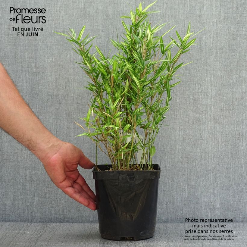 Amostra de Pleioblastus shibuyanus Tsuboï Vaso de 1,5 L/2 L tal como entregue no verão