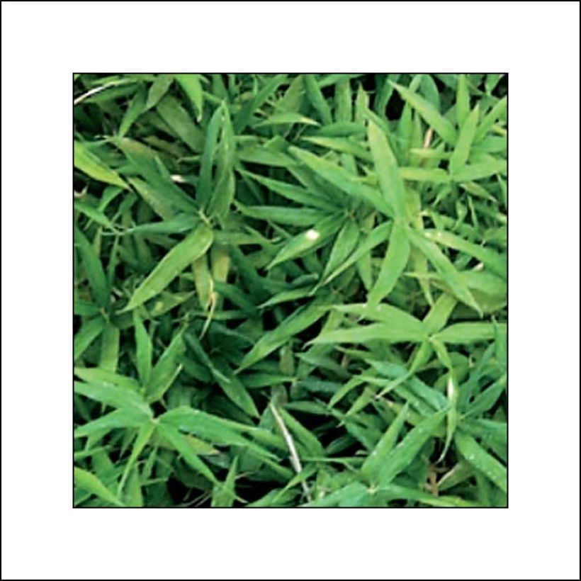 Pleioblastus viridistriatus Vagans (Folhagem)