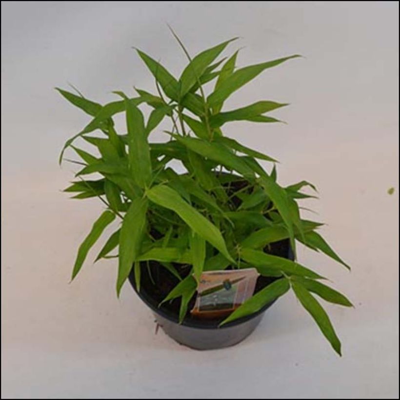 Pleioblastus viridistriatus Vagans (Hábito)