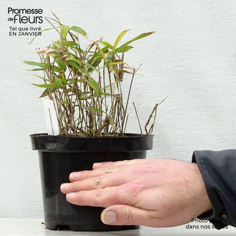 Amostra de Pleioblastus viridistriatus Vagans - Bambou nain  Vaso de 1 L/1,5 L tal como entregue no inverno